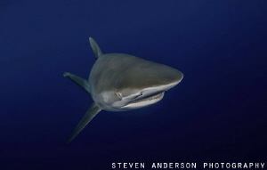 Sharks in the Gulf Stream off Jupiter FL by Steven Anderson 